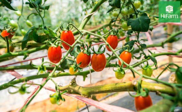 Hướng dẫn cách trồng Cà Chua Cherry dành cho các "nhà nông" tại nhà