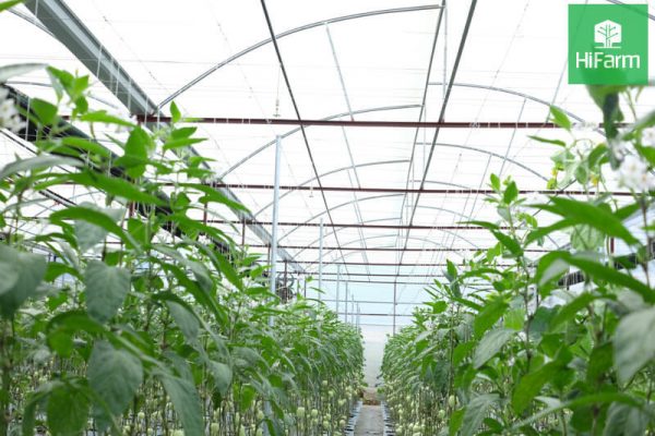 Một số giải pháp phát triển nông nghiệp bền vững hiện nay - HiFarm