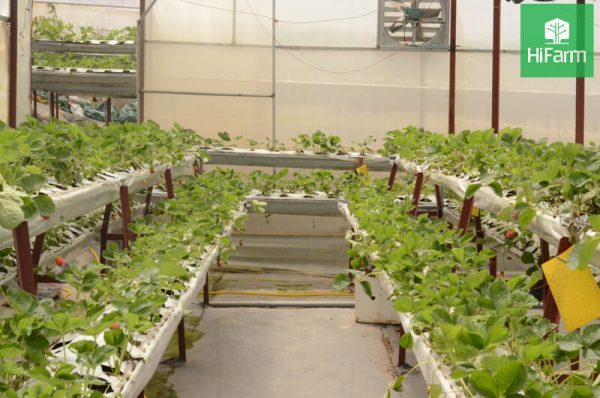 Nông nghiệp công nghệ cao Đà Lạt - Đòn bẩy phát triển kinh tế bền vững
