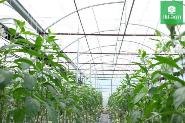Delco Farm  Mô hình trang trại thông minh giải pháp nông nghiệp công nghệ  cao  Ảnh chuyên đề  Thông tấn xã Việt Nam TTXVN
