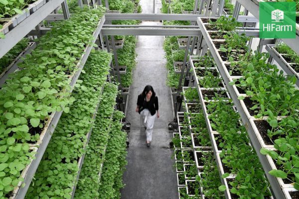 Nông nghiệp Việt Nam hướng đến những giá trị xanh  Nhịp sống kinh tế Việt  Nam  Thế giới