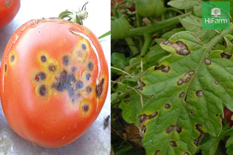 Bệnh đốm quả ở cây cà chua - HiFarm