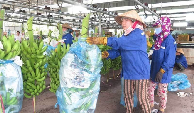 Xuất khẩu nông sản Quảng Ngãi - bước ngoặt sang thị trường quốc tế