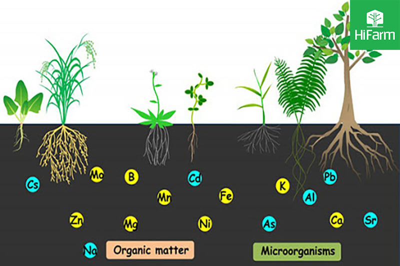 Nutrients that affect plants? - Let’s learn about this issue!