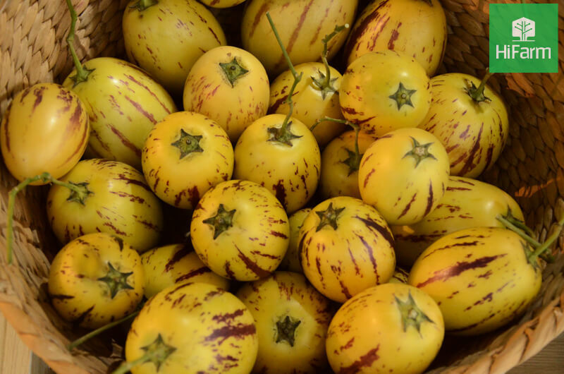 Nguồn gốc xuất xứ của Dưa Pepino - Tân binh đáng gờm trong các loại trái cây