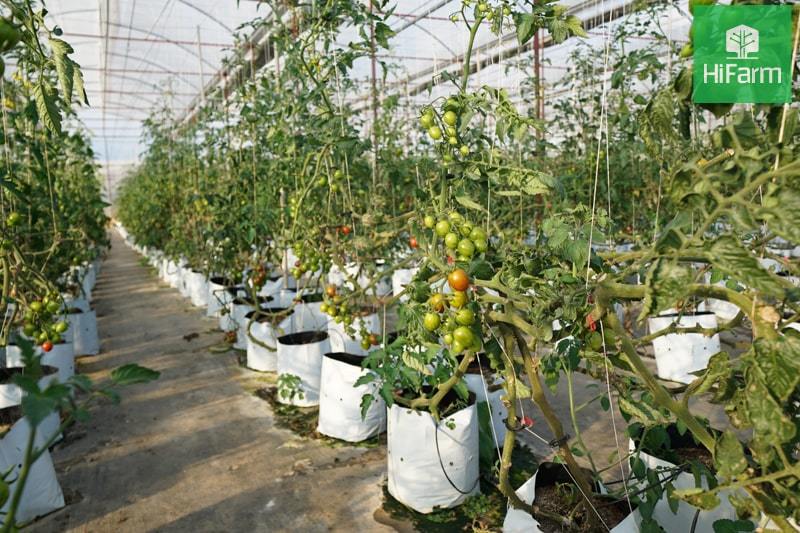 Vai trò của ngành nông nghiệp trong phát triển kinh tế xanh Việt Nam