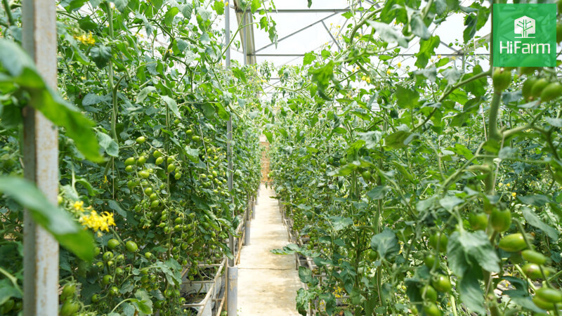 Vai trò của ngành nông nghiệp trong phát triển kinh tế xanh Việt Nam