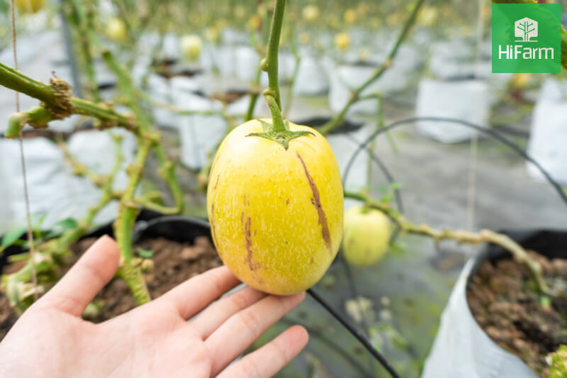 Làm sao để trồng dưa Pepino Nam Mỹ hiệu quả cao?