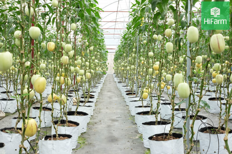 Làm sao để trồng dưa Pepino Nam Mỹ hiệu quả cao?