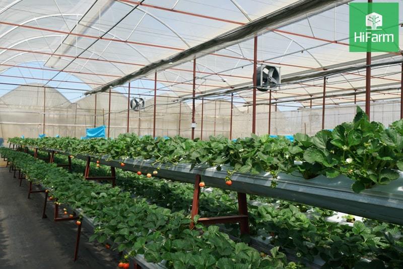 Hà Nội Sản xuất nông nghiệp xanh sẽ trở thành mũi nhọn  Viện Khoa học Nông  nghiệp Việt Nam