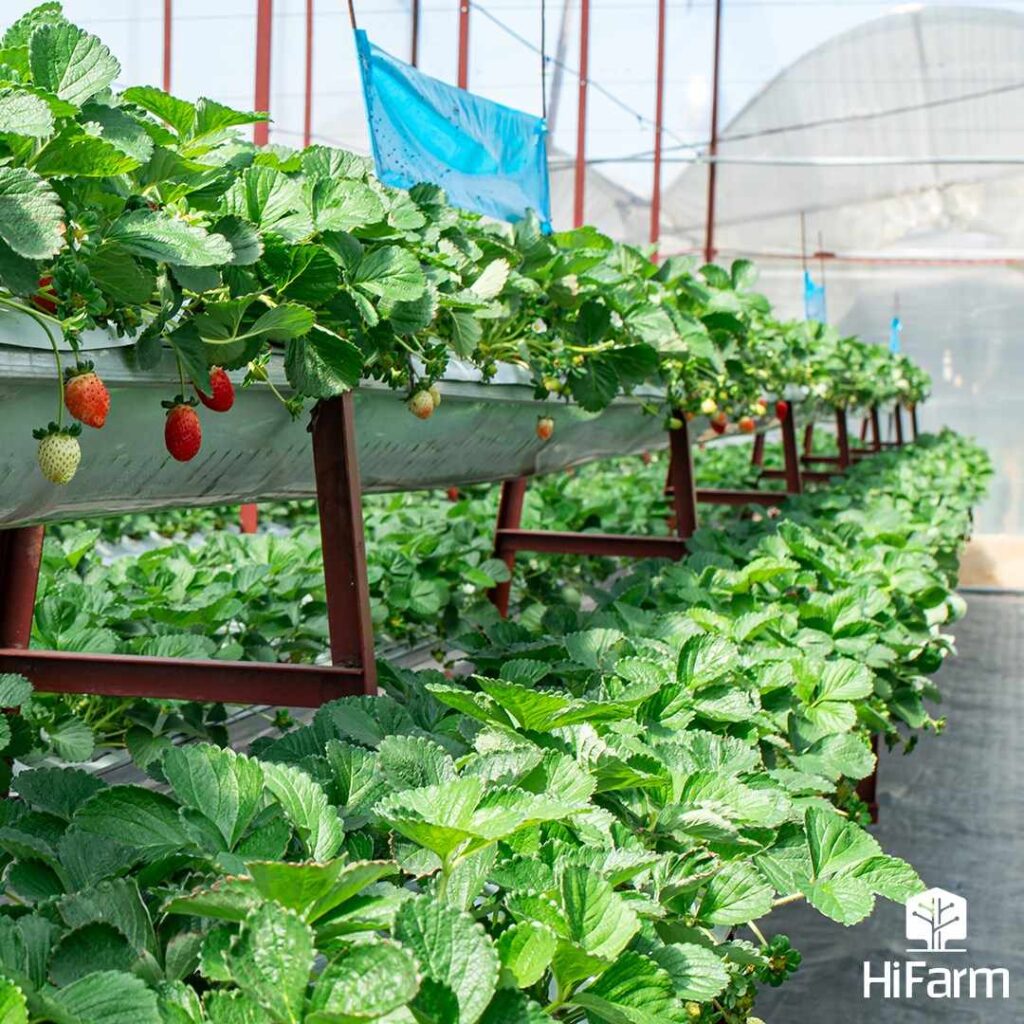 HIfarm solution giải pháp nông nghiệp thông minh hicontrol