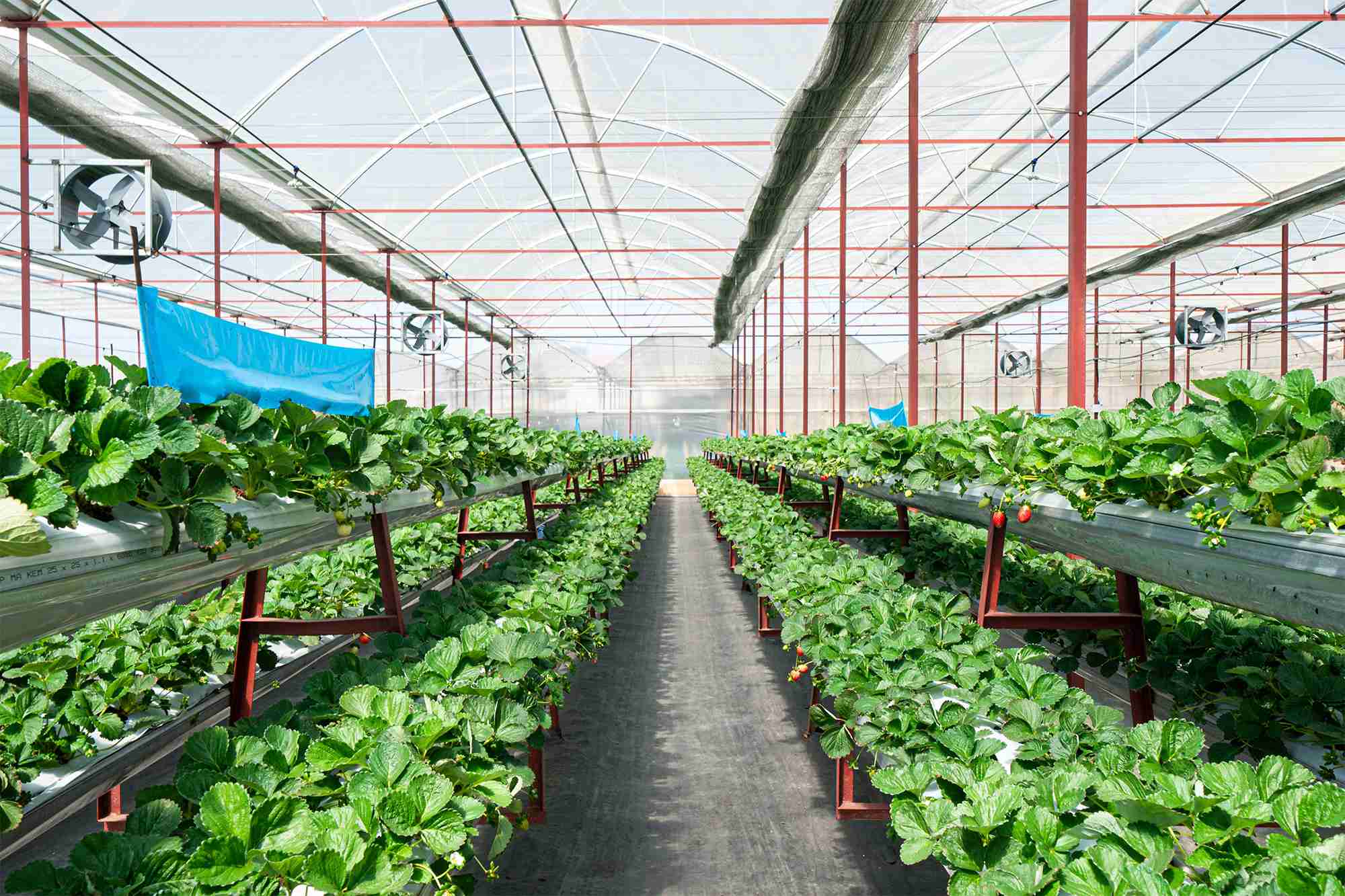 Vườn ứng dụng HiFarm Solution Giải pháp nông nghiệp thông minh HiDosing Hệ thống tưới thông minh